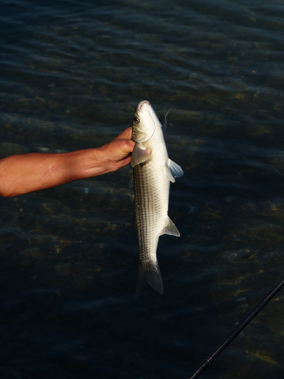 fish-fishing-fisherman-187064