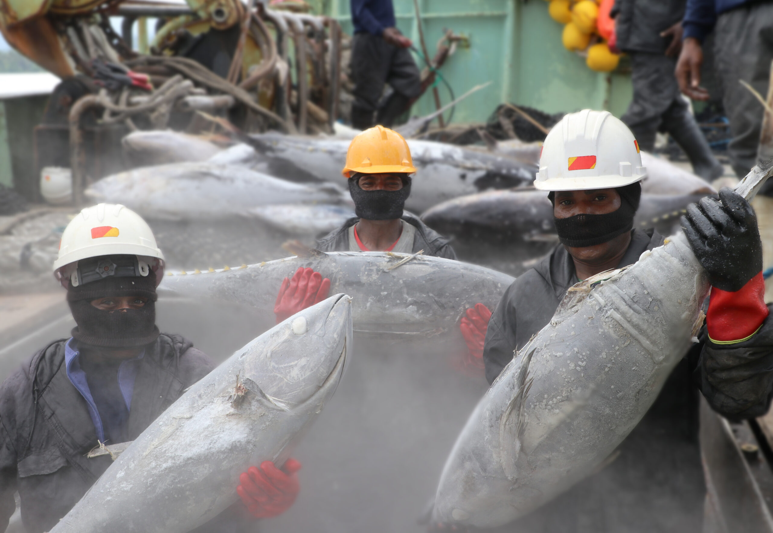 50- Crew of Tuna Fishing Vessel Prepare their catch for offload, Madang.