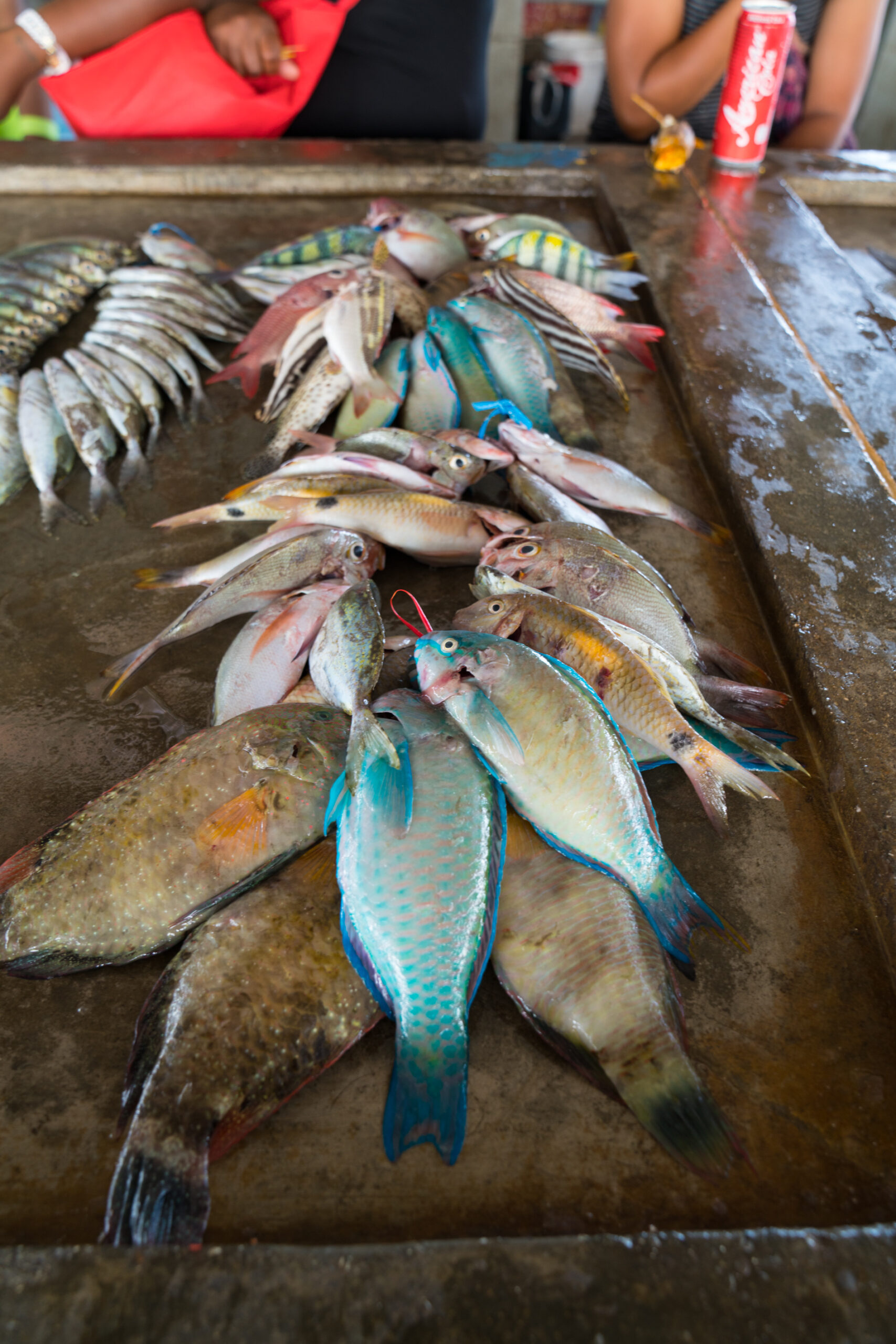 colorful-fish-kopi-port-moresby-papua-new-guinea